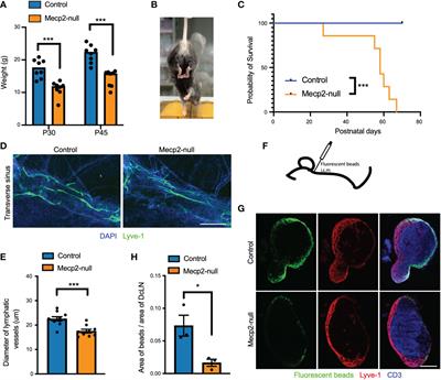 A single-cell atlas reveals the heterogeneity of meningeal immunity in a mouse model of Methyl CpG binding protein 2 deficiency